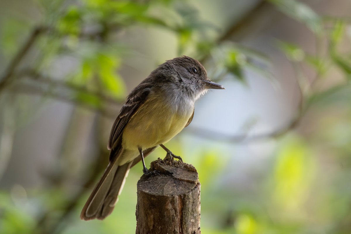 Tyran givré - ML647426194