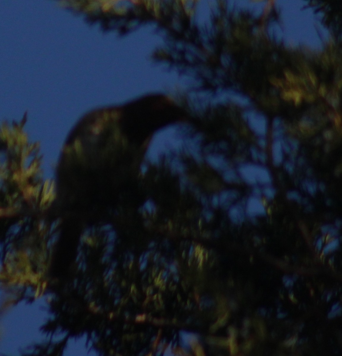 Hermit Thrush - ML647426201