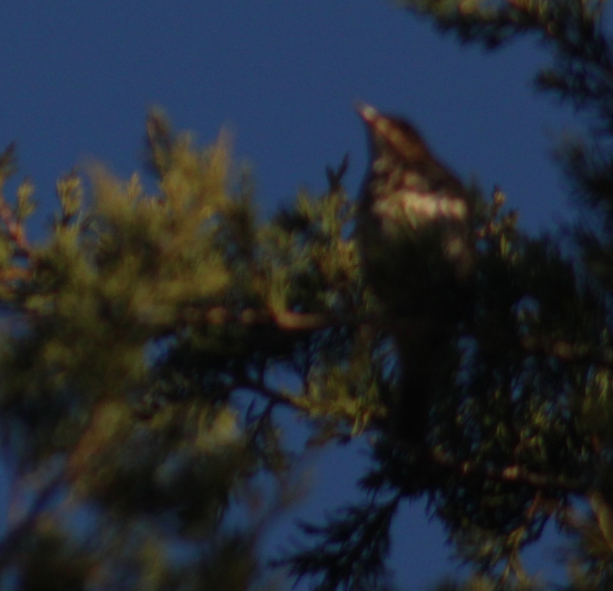 Hermit Thrush - ML647426203