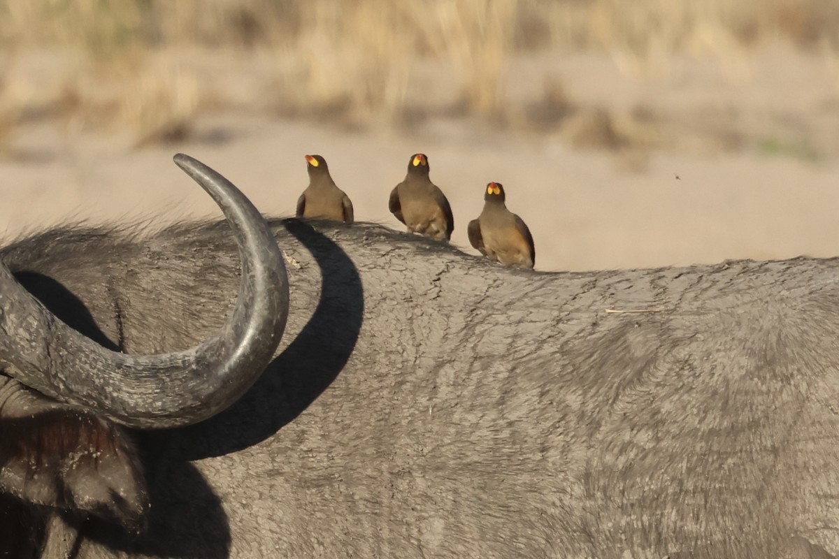 Sarı Gagalı Kenekuşu - ML647426225