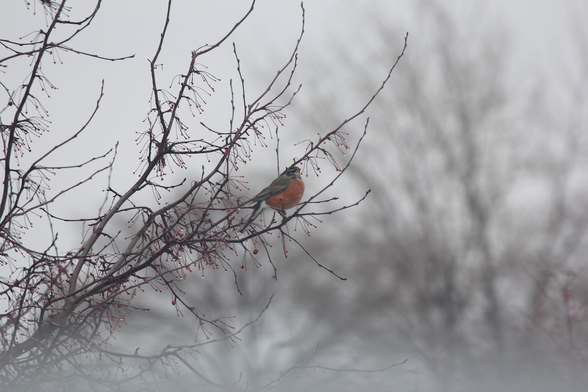 Merle d'Amérique - ML647426231