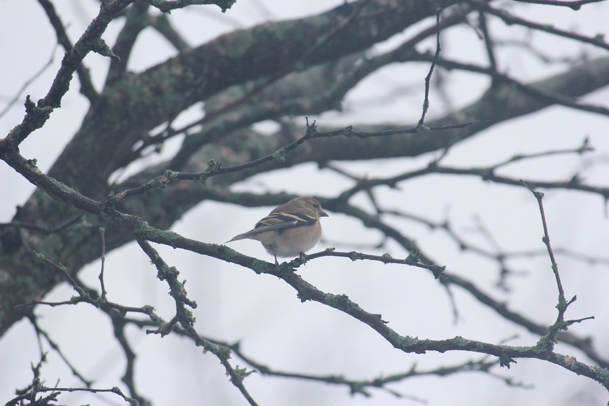 Chardonneret jaune - ML647426236