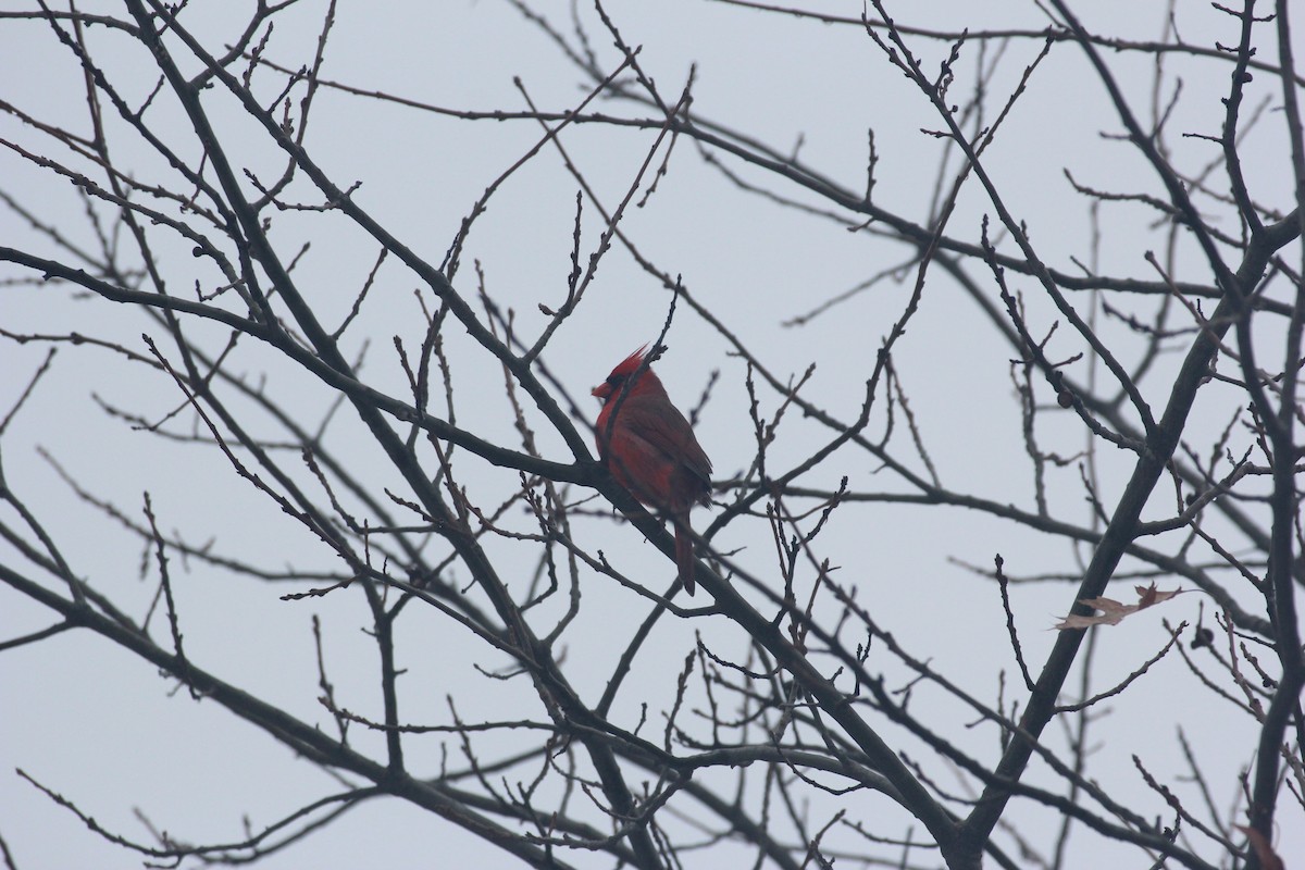 Cardinal rouge - ML647426241