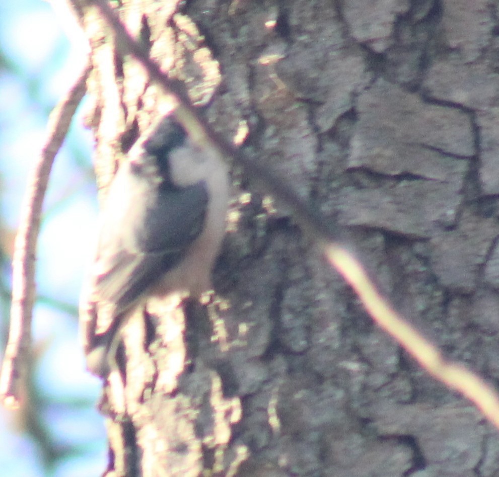 White-breasted Nuthatch - ML647426244
