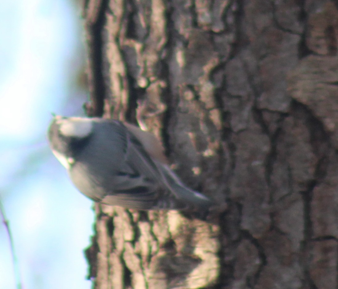 White-breasted Nuthatch - ML647426245