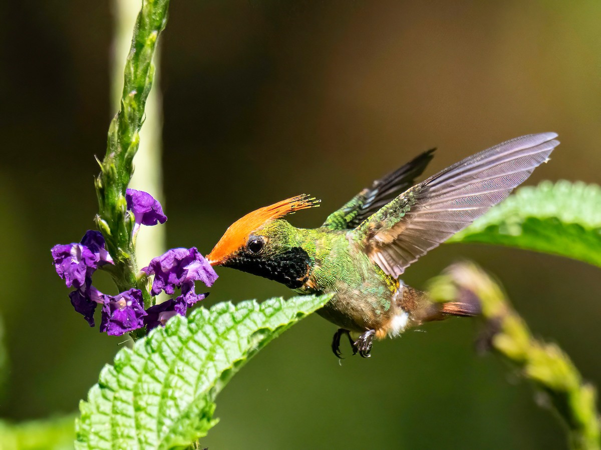Rufous-crested Coquette - ML647426246