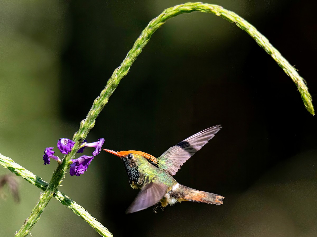 Rufous-crested Coquette - ML647426247