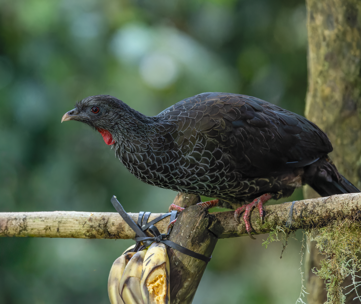 Andean Guan - ML647426252