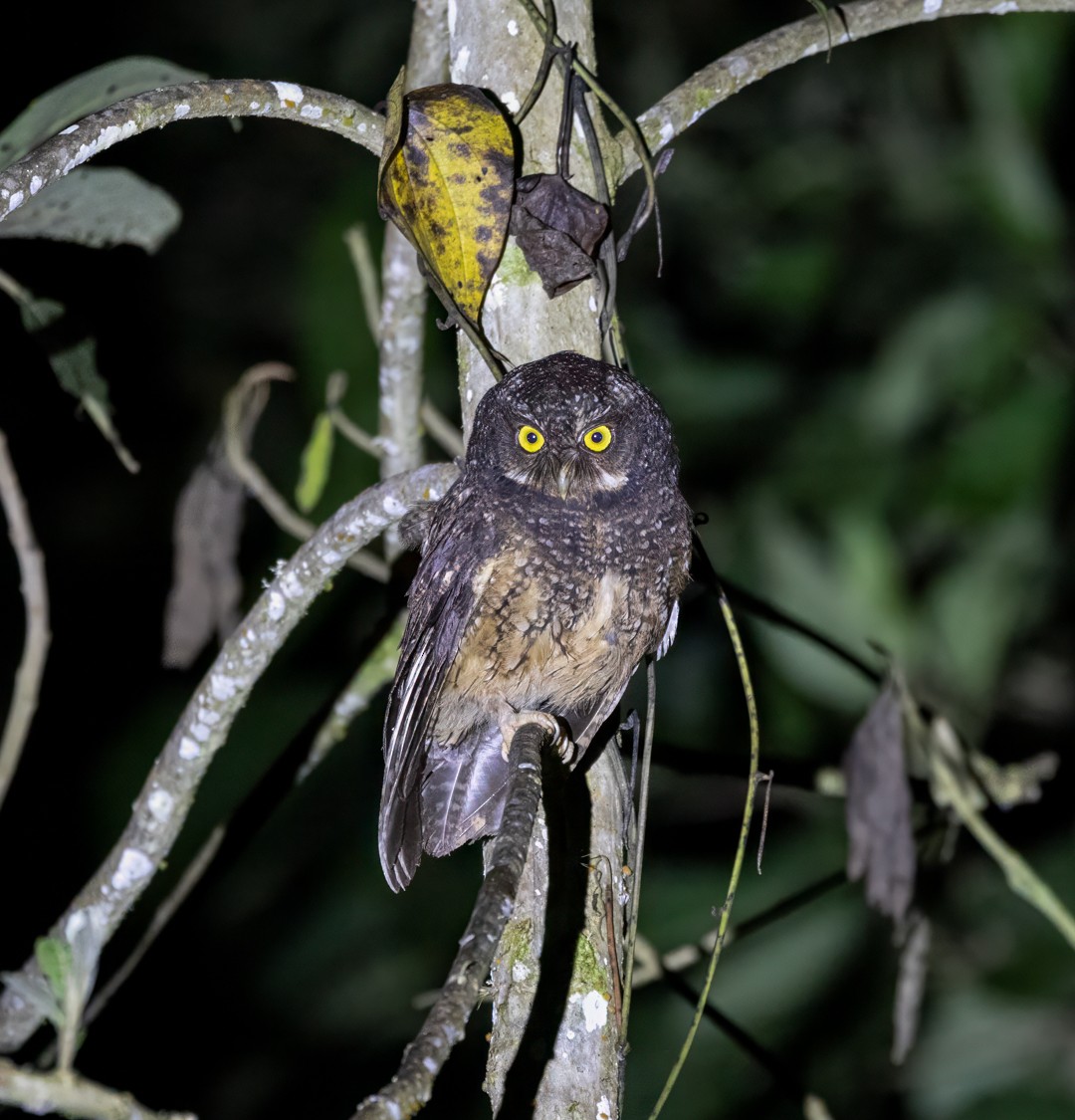 White-throated Screech-Owl - ML647426253