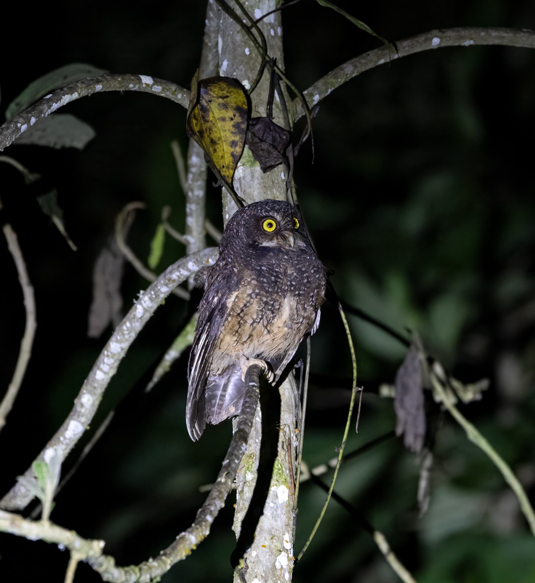 White-throated Screech-Owl - ML647426254