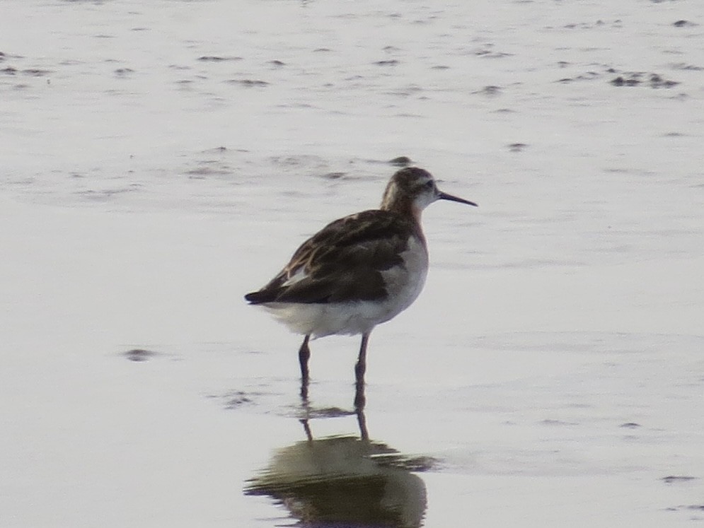 Wilson's Phalarope - ML647426255
