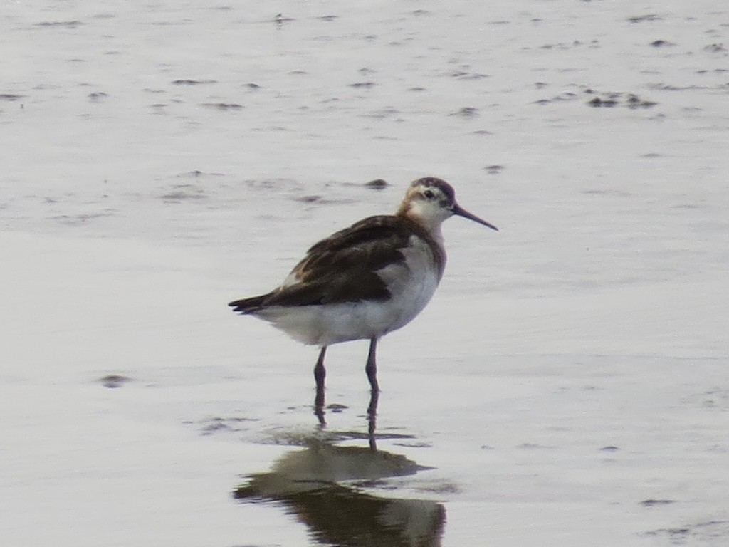 Wilson's Phalarope - ML647426259