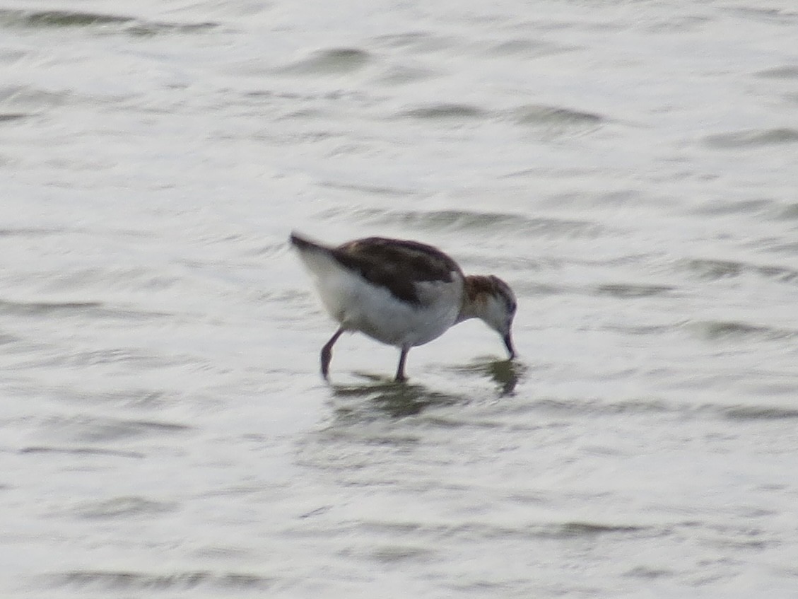 Wilson's Phalarope - ML647426260