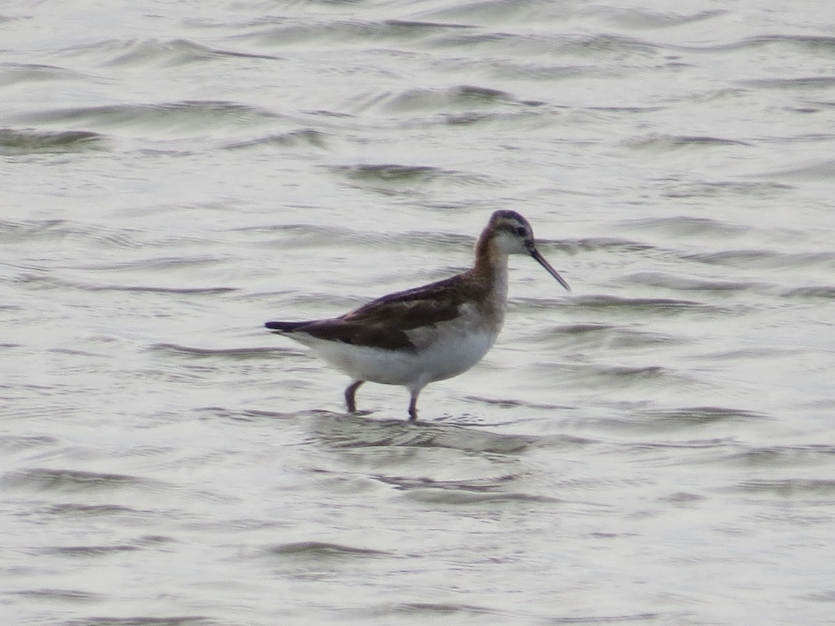 Wilson's Phalarope - ML647426263
