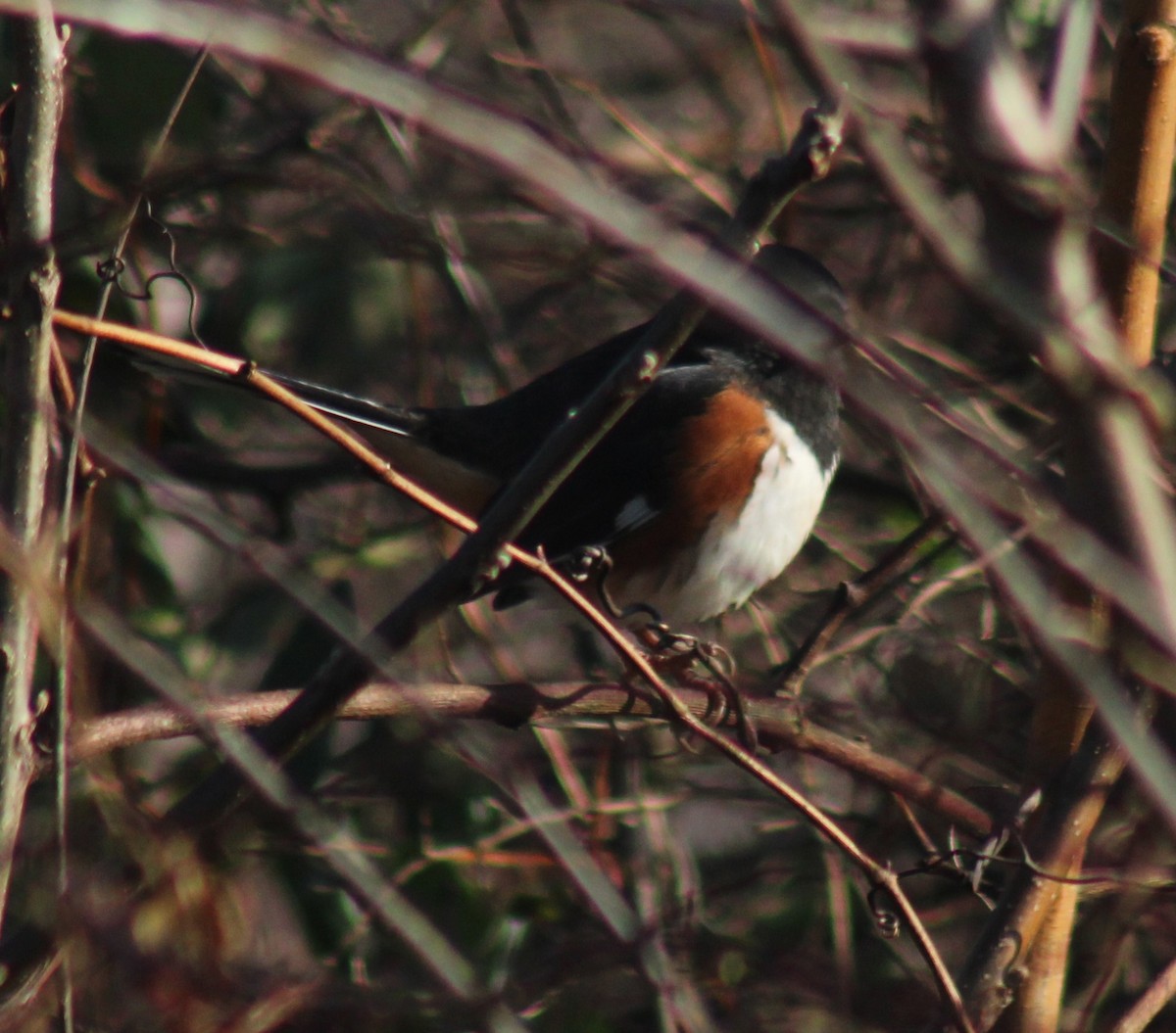 Eastern Towhee - ML647426264
