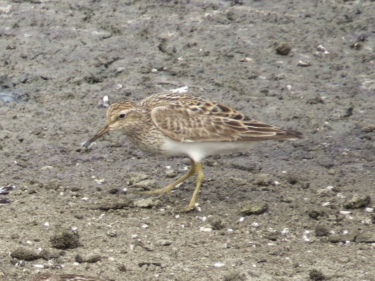 Дутыш - ML647426279