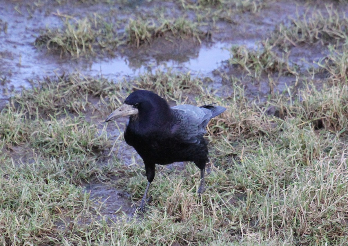 Ekin Kargası - ML647426281