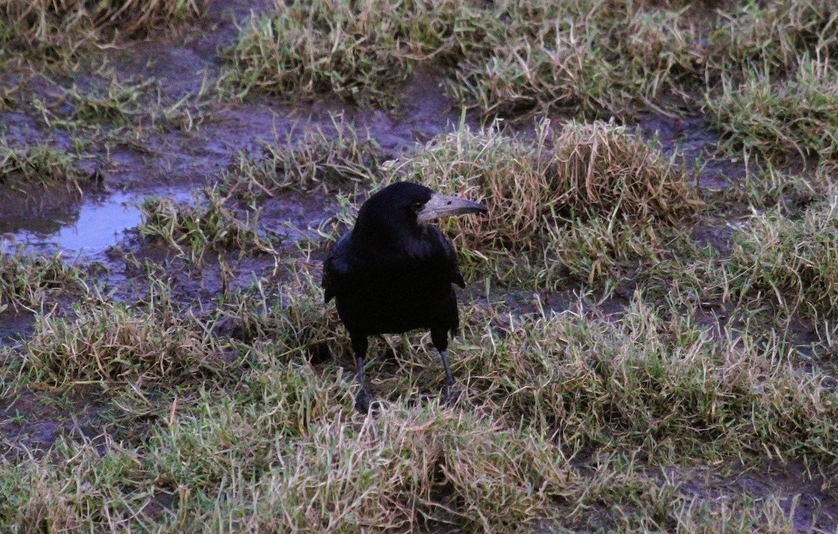 Ekin Kargası - ML647426282