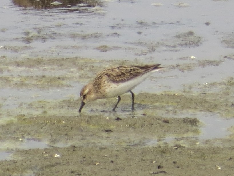 Semipalmated Sandpiper - ML647426287
