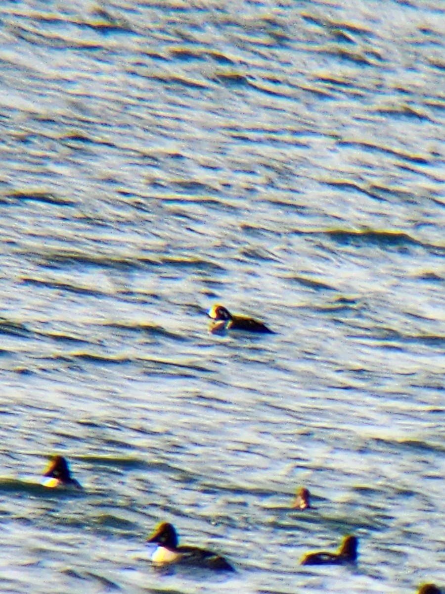 Kragenente - ML647426292