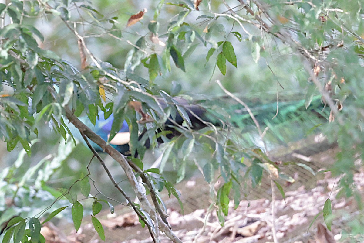 Pavo Real Cuelliverde - ML647426298