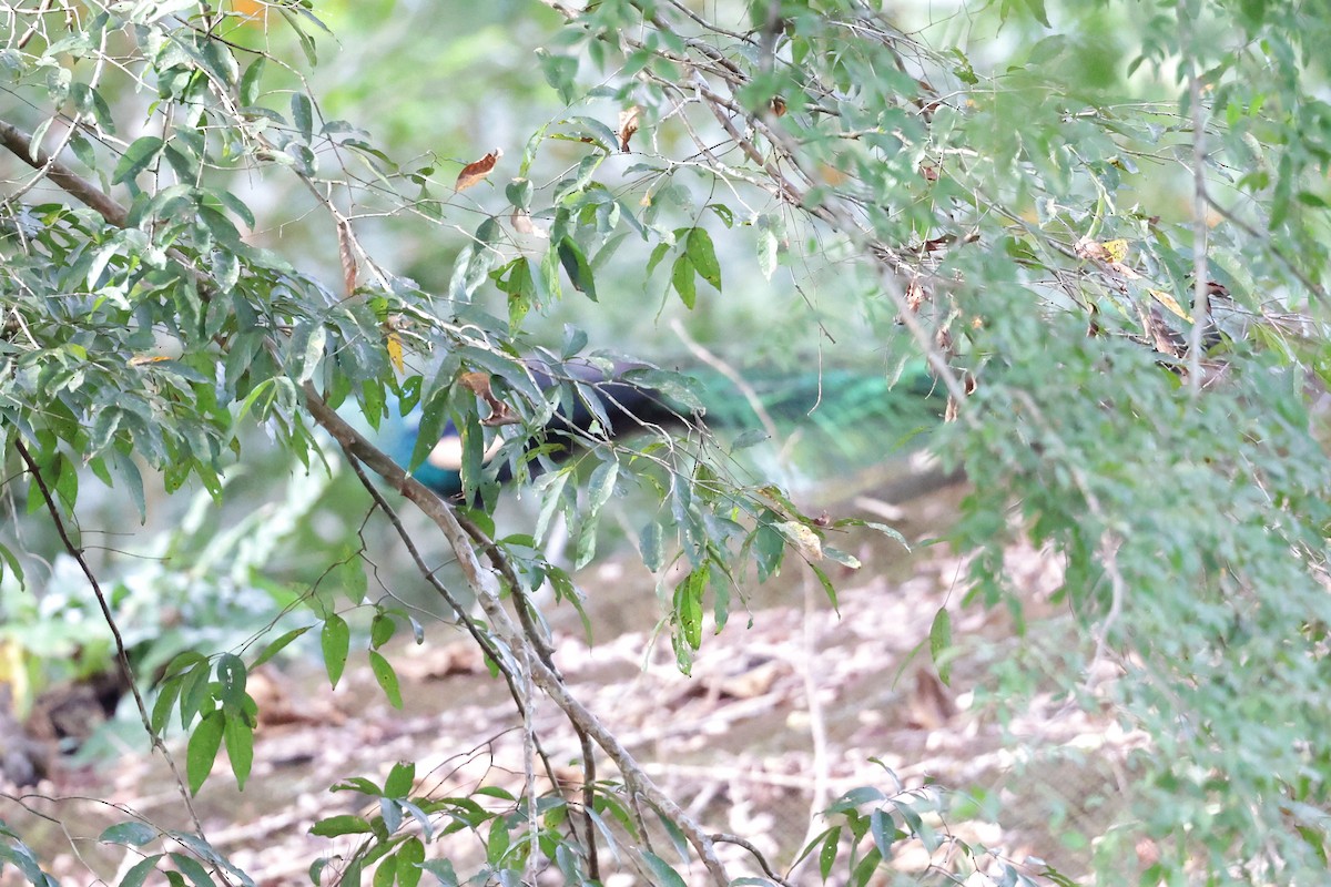 Pavo Real Cuelliverde - ML647426301