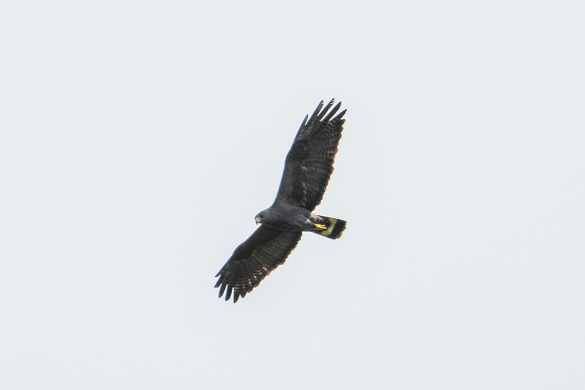 Zone-tailed Hawk - ML647426315