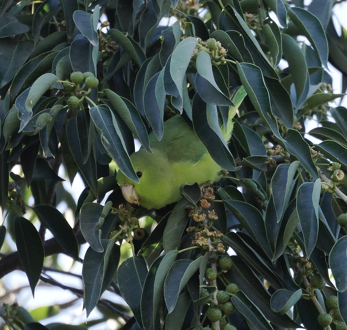 Blaubürzel-Sperlingspapagei - ML647426319