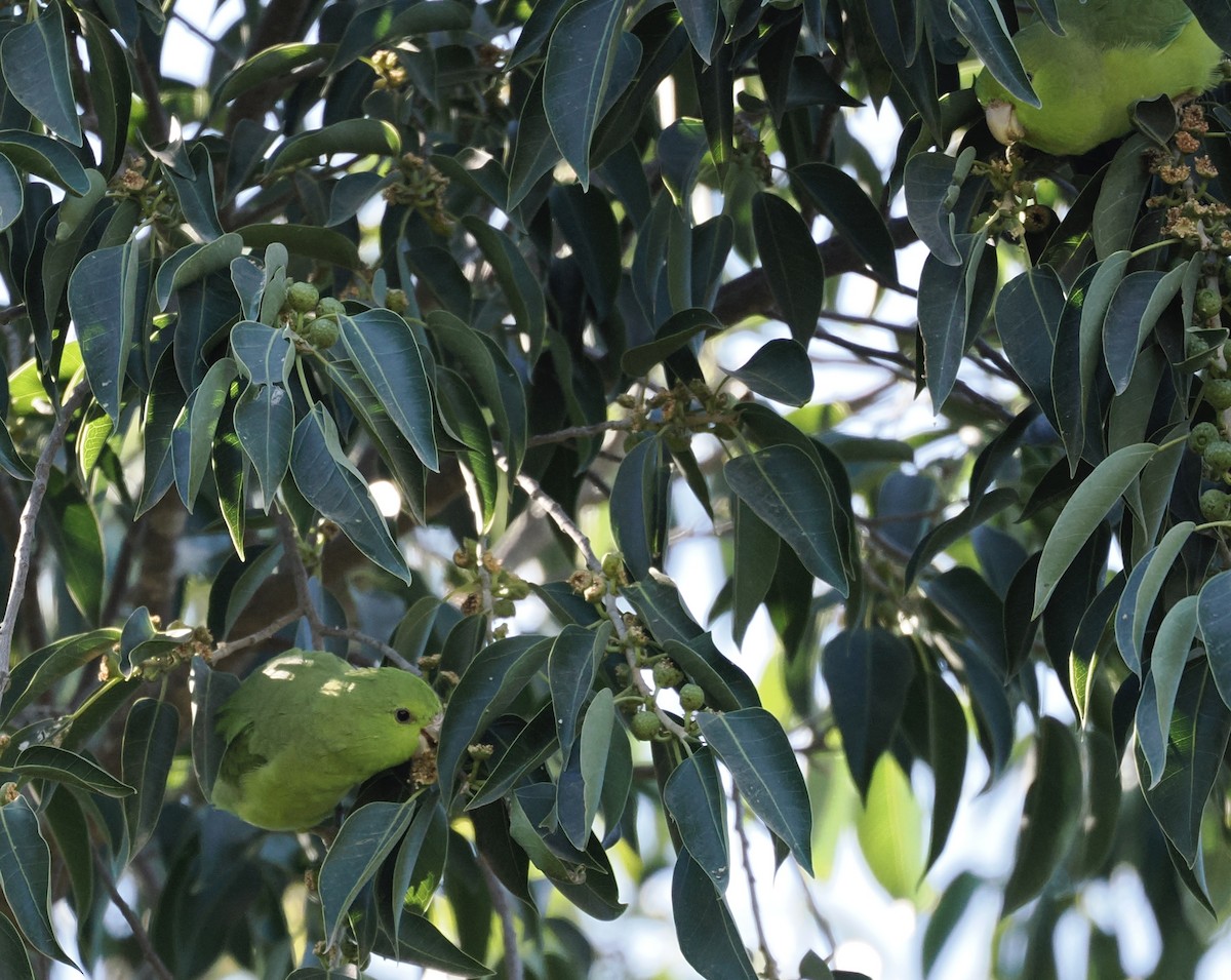 Blaubürzel-Sperlingspapagei - ML647426320