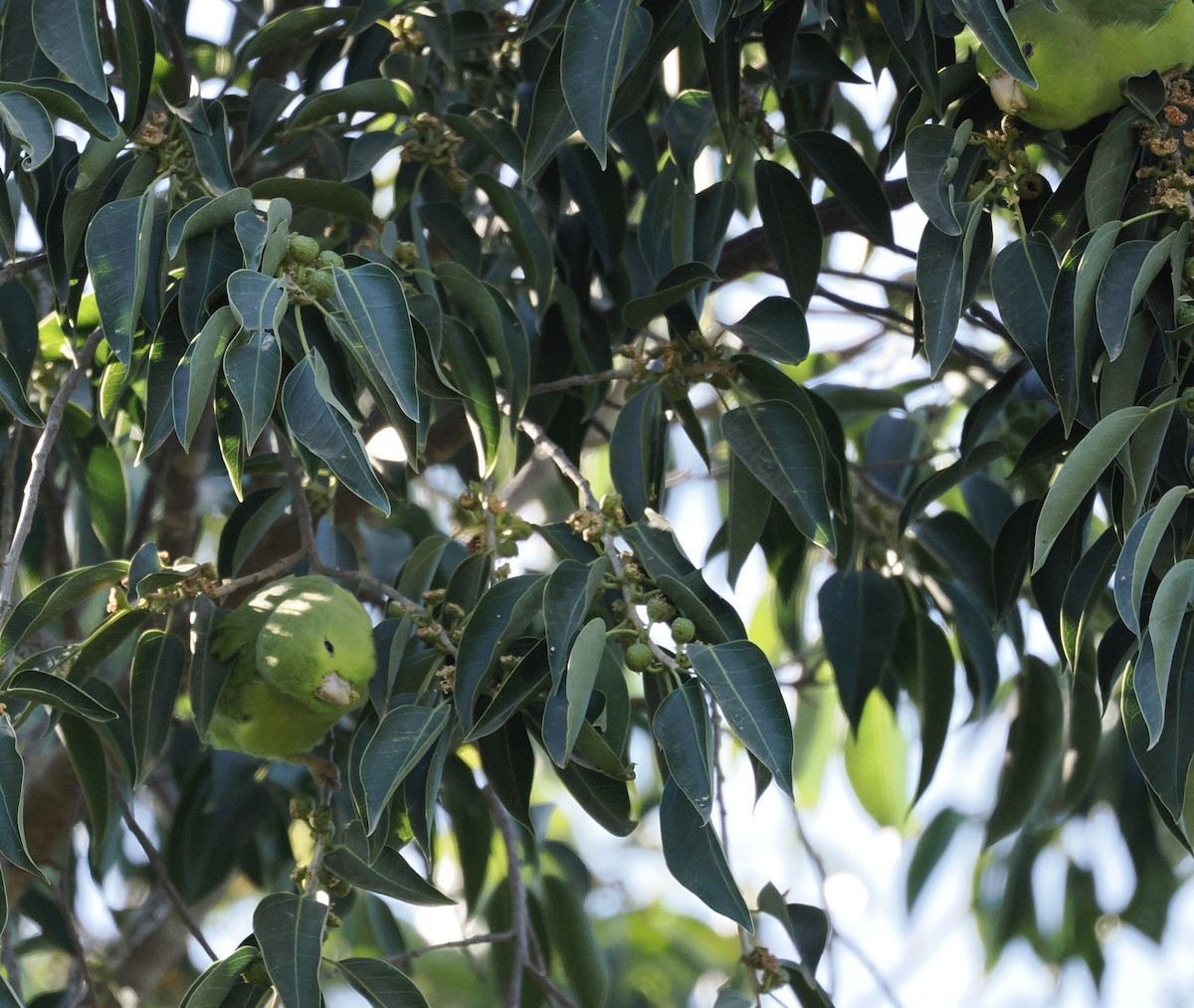 Blaubürzel-Sperlingspapagei - ML647426321