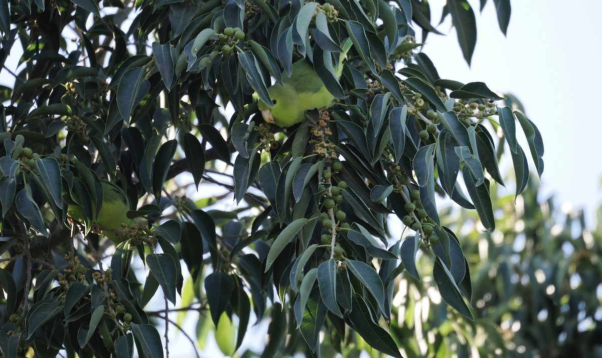 Blaubürzel-Sperlingspapagei - ML647426322
