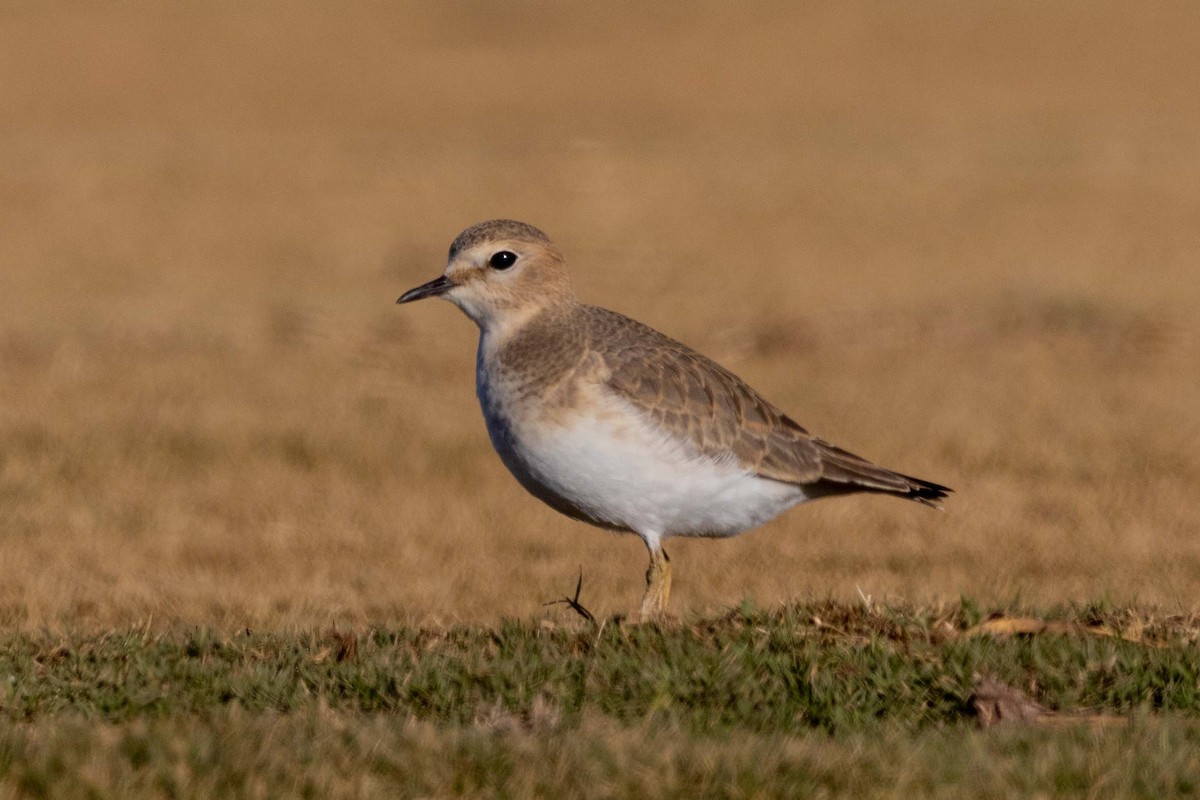 Pluvier montagnard - ML647426323