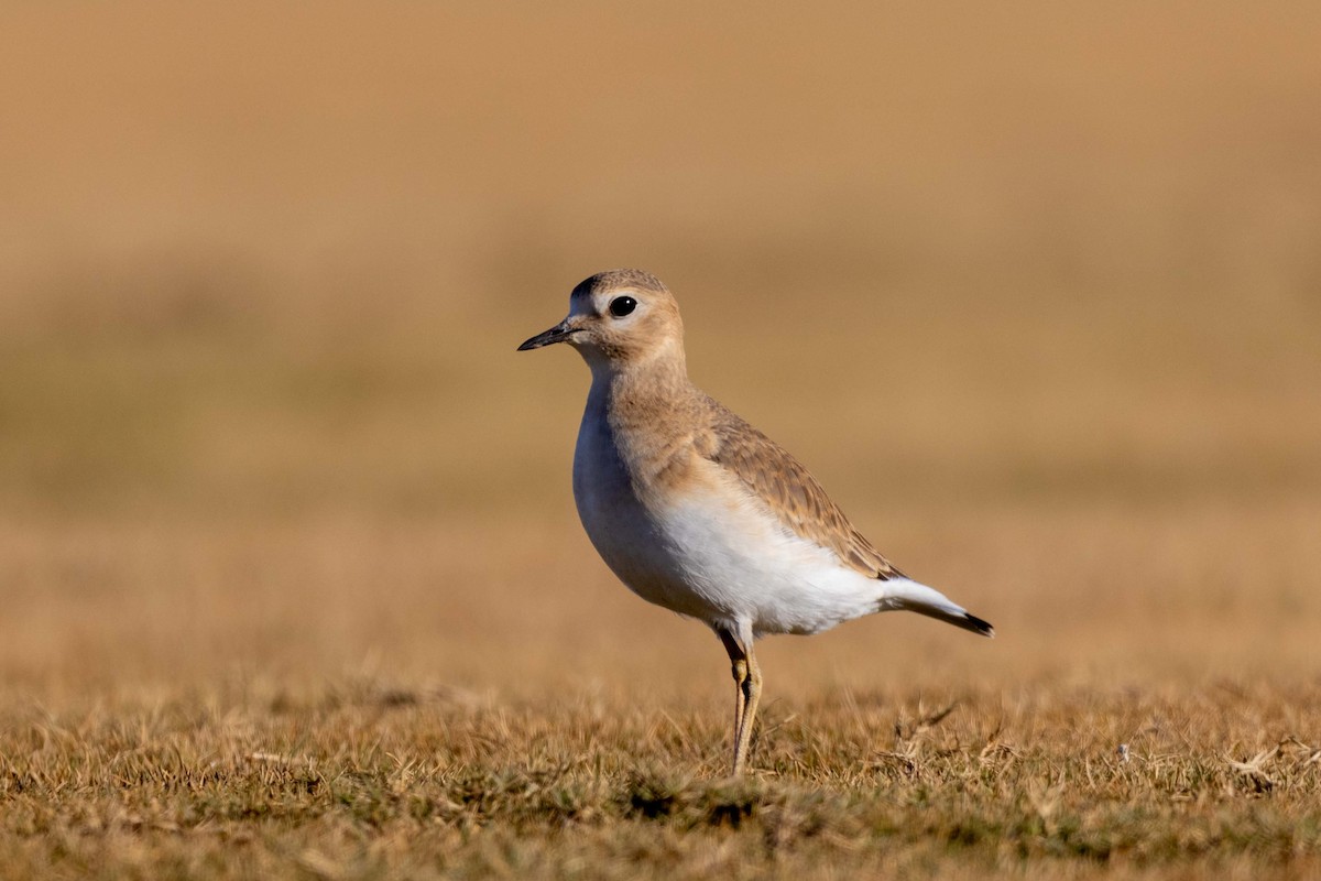 Pluvier montagnard - ML647426324