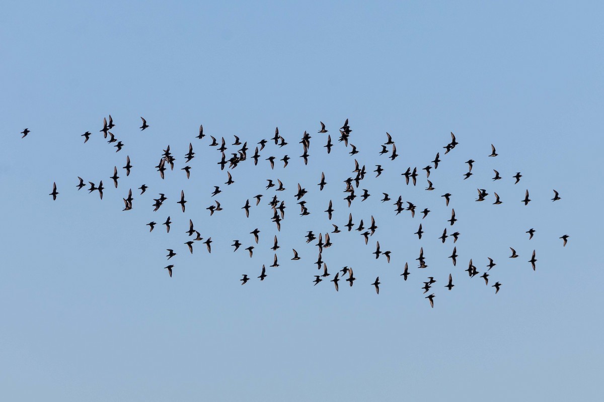 Pluvier montagnard - ML647426325