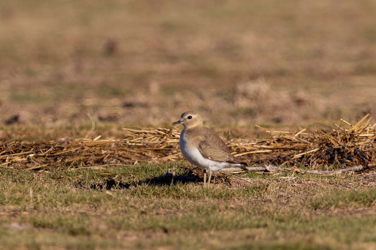 Pluvier montagnard - ML647426327