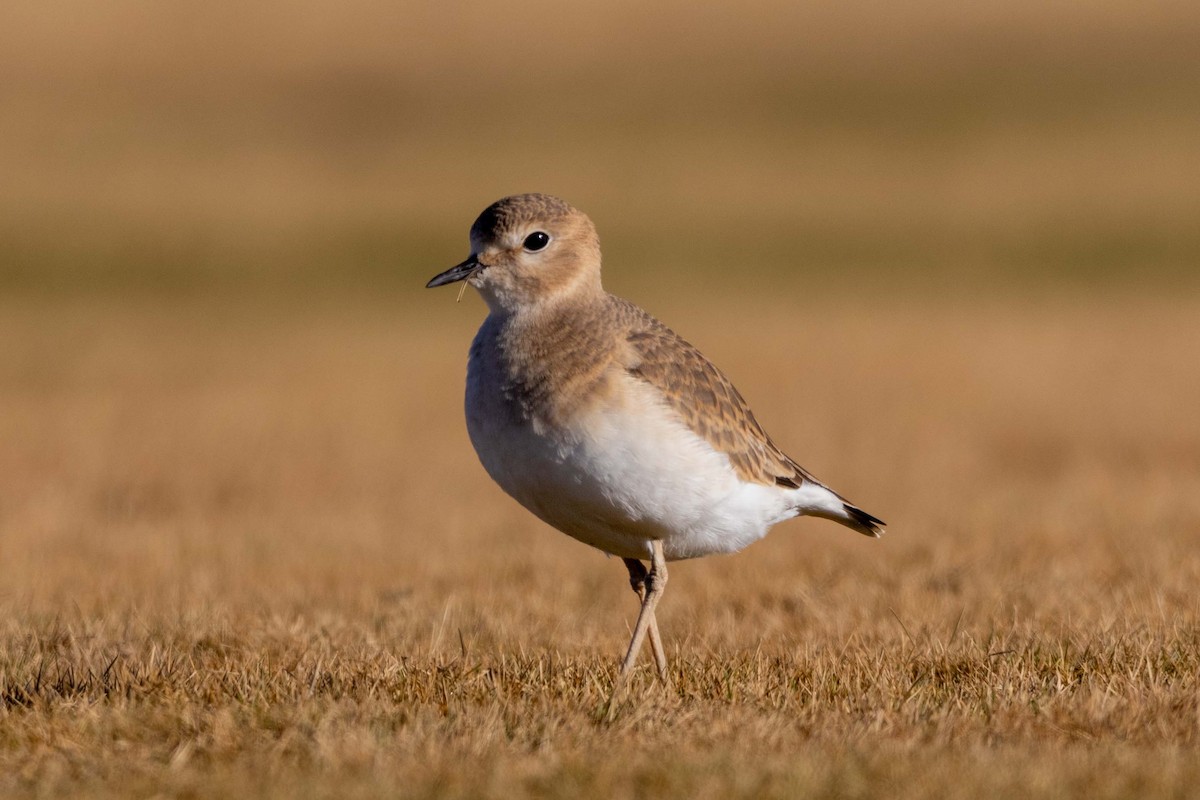 Pluvier montagnard - ML647426328