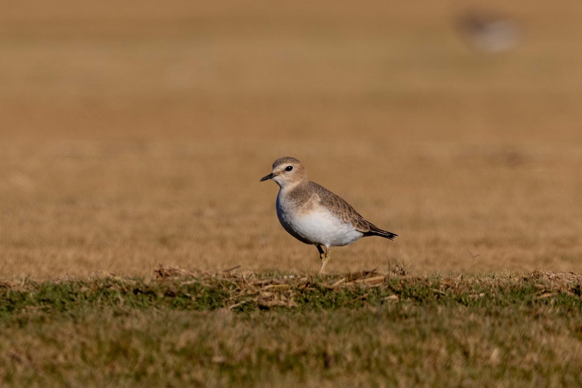 Pluvier montagnard - ML647426329