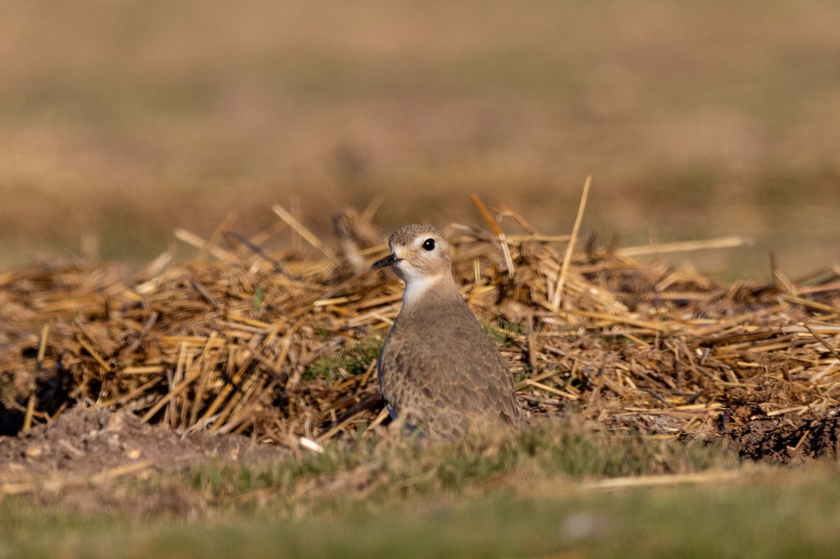 Pluvier montagnard - ML647426330