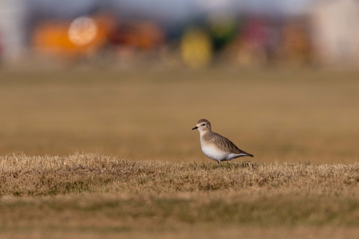 Pluvier montagnard - ML647426331