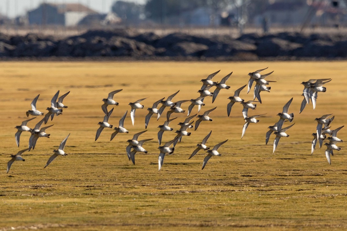 Pluvier montagnard - ML647426332