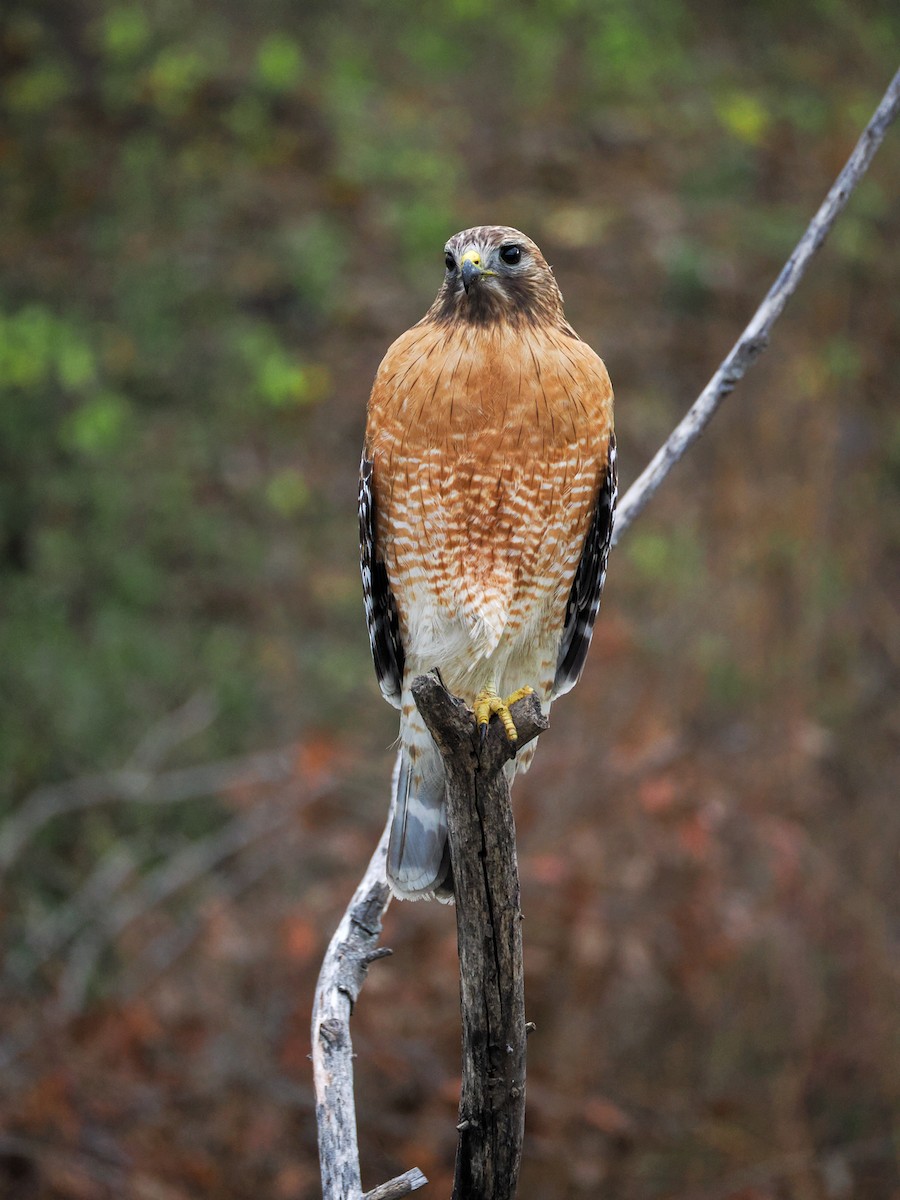Red-shouldered Hawk - ML647426340