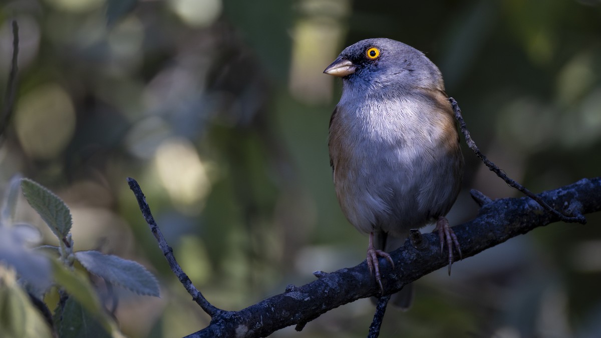 Baird's Junco - ML647426359