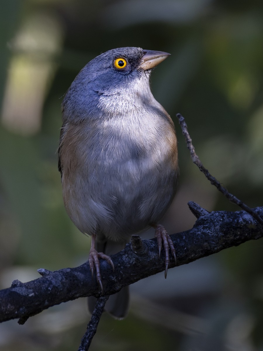 Baird's Junco - ML647426360