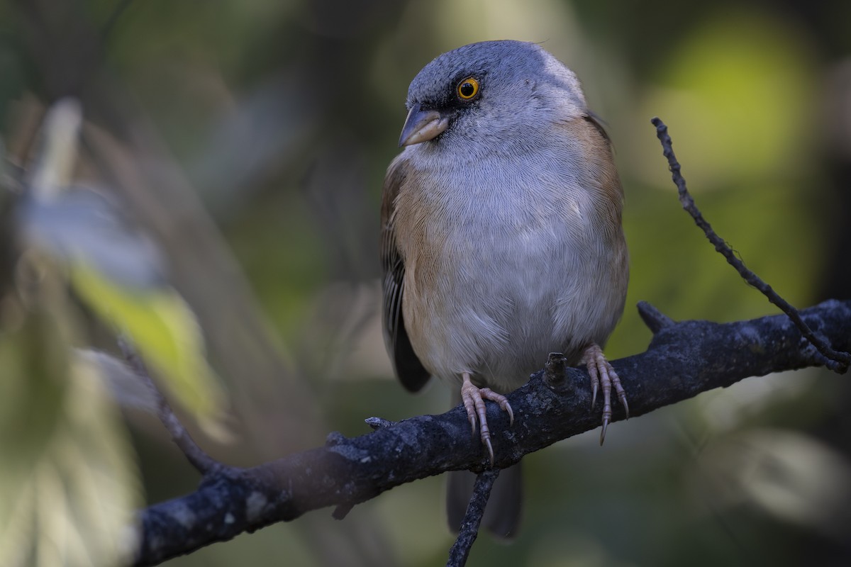 Baird's Junco - ML647426361