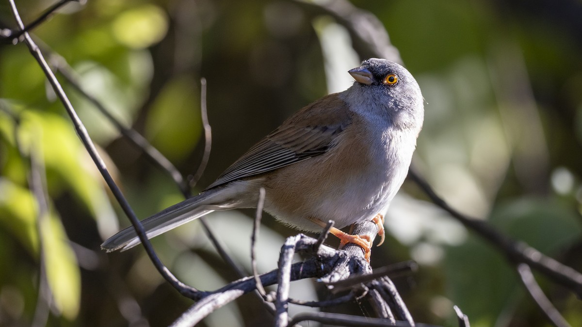 Baird's Junco - ML647426363