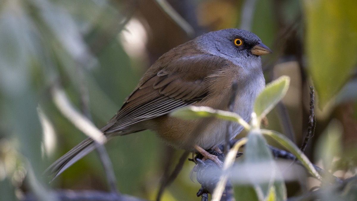 Baird's Junco - ML647426364