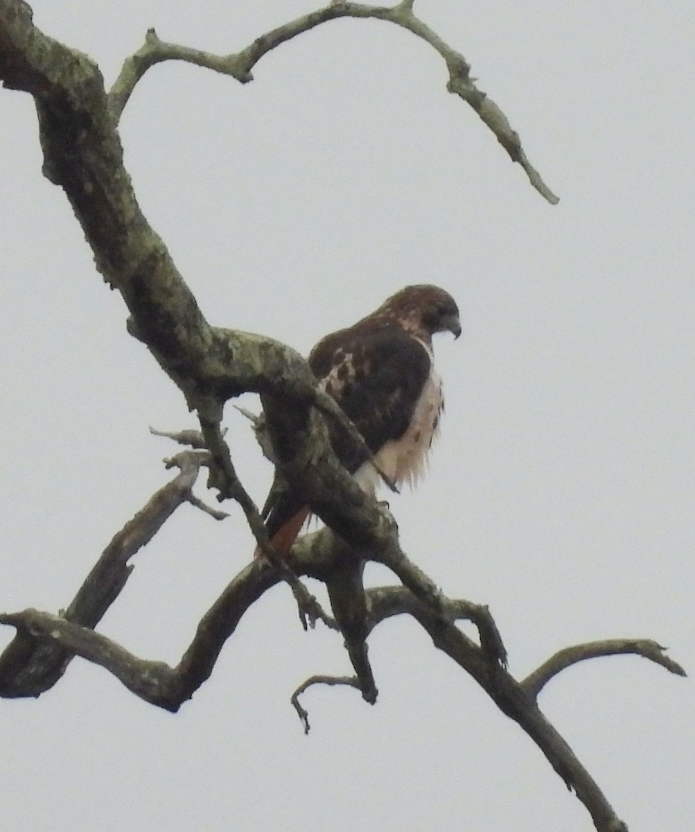 Rotschwanzbussard - ML647426365