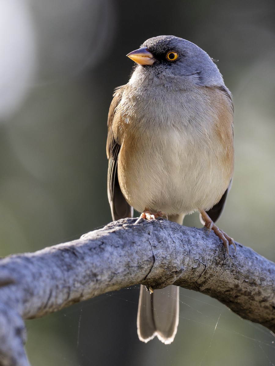 pericújunko - ML647426366