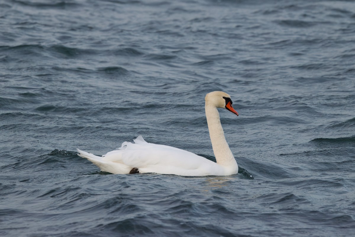 ברבור מצוי - ML647426368