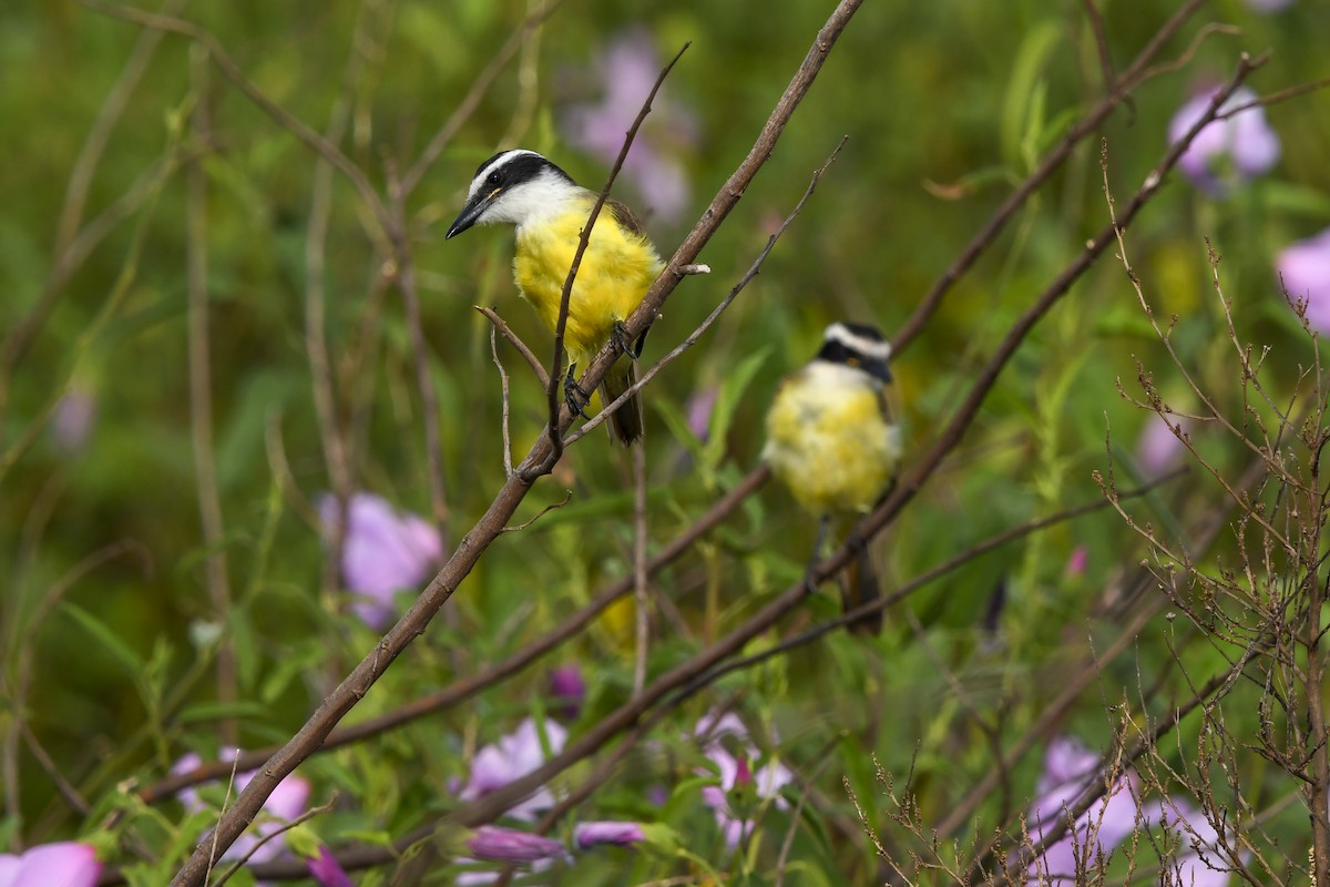 Great Kiskadee - ML647426369